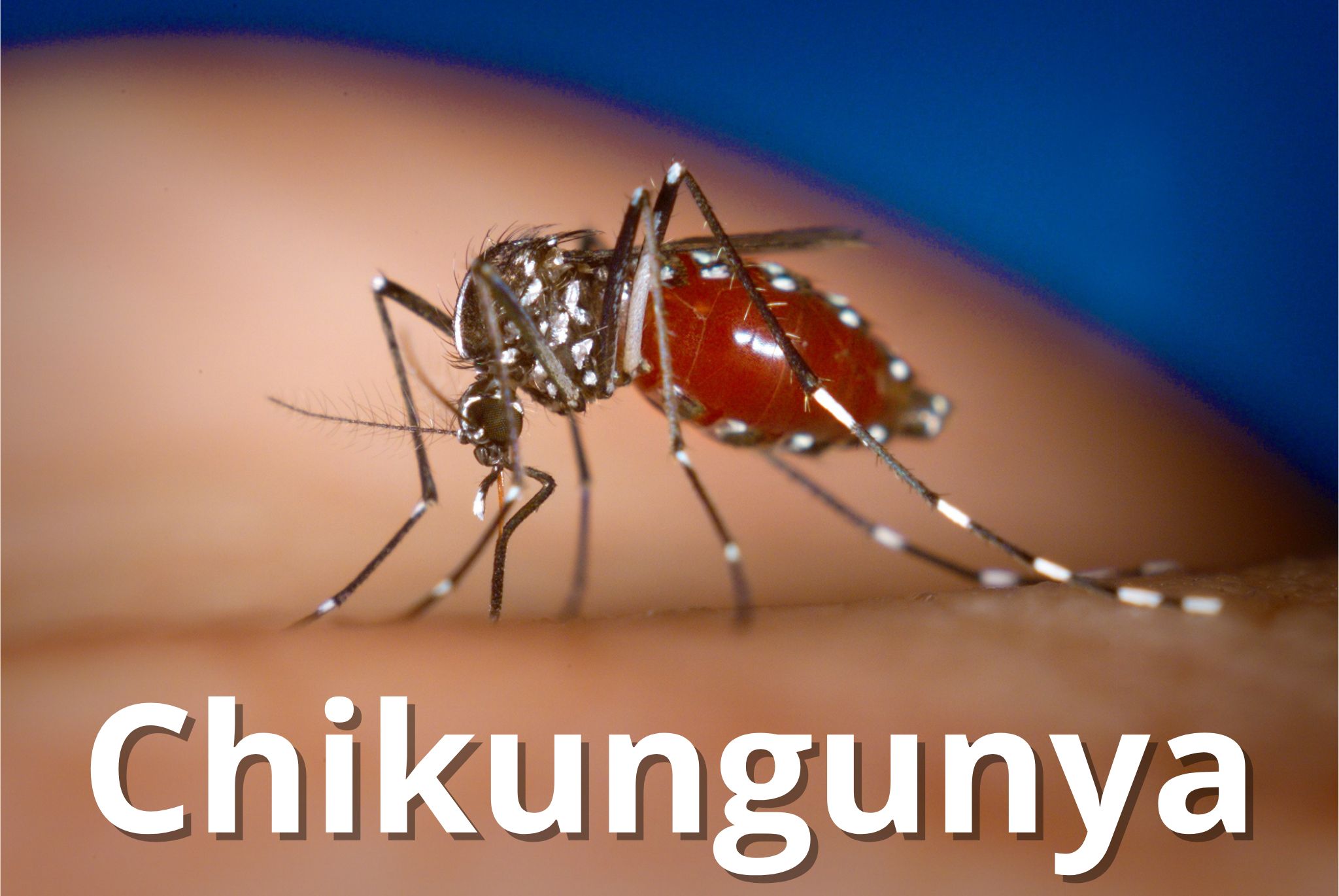 Entenda a Chikungunya: Sintomas, Prevenção e Tratamento - Portal da Saúde